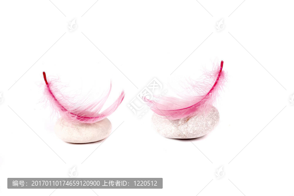 巖石和粉紅色的羽毛