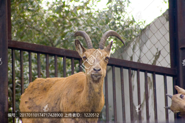 山羊