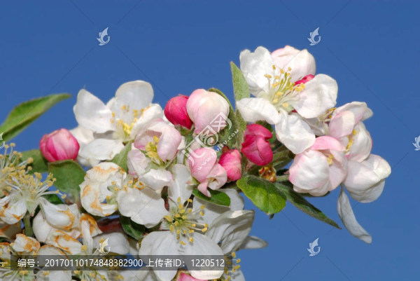 春天的花朵；花朵