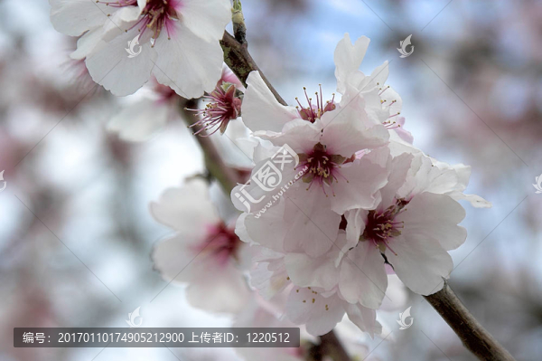 櫻花