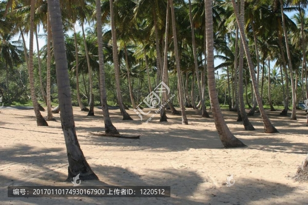 海灘上的棕櫚樹