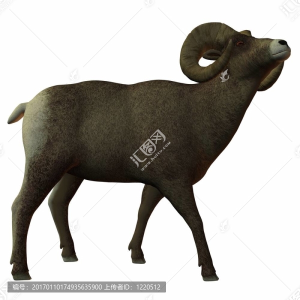 美國(guó)的大角羊