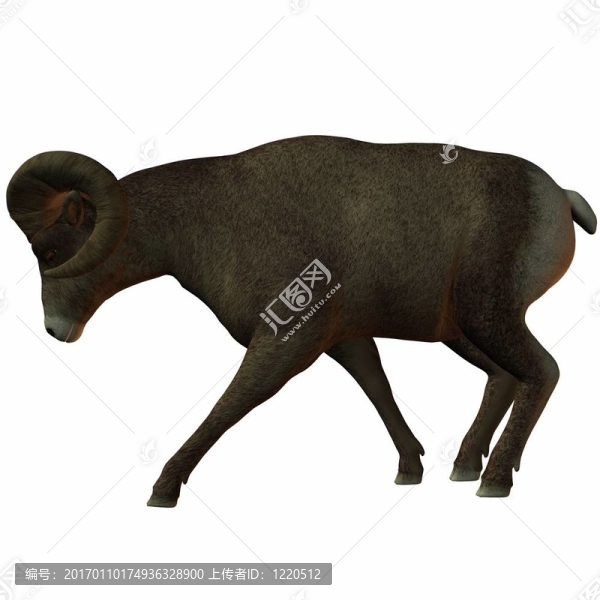 美國的大角羊
