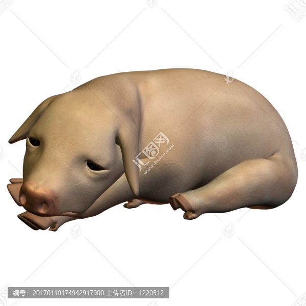 仔豬