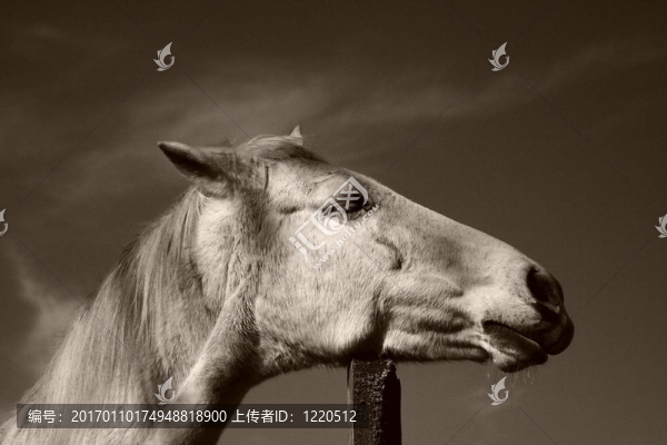 馬的肖像