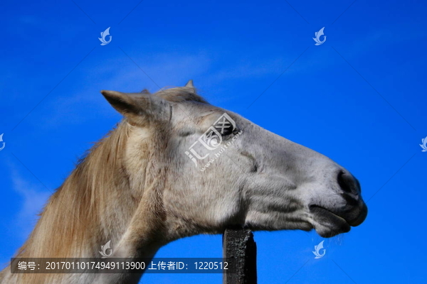 白馬畫像
