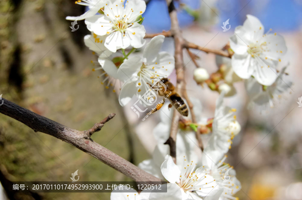 梅花和蜜蜂