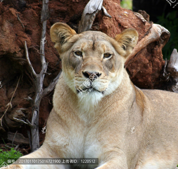 手表上的獅子-匯圖網(wǎng) www.fosd68.com 手表上的獅子
