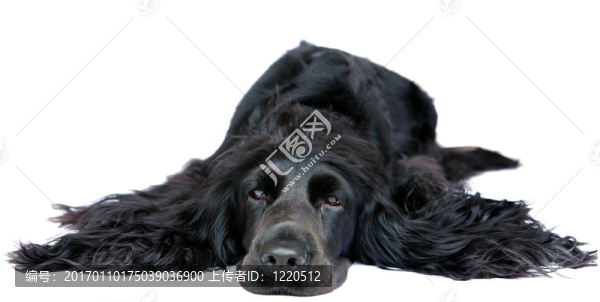 可卡犬1