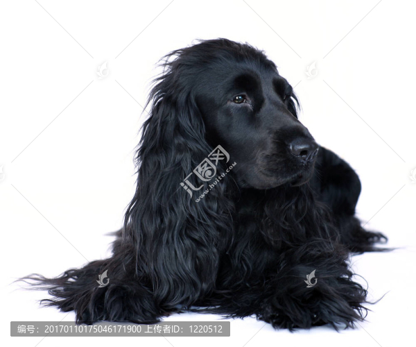 可卡犬4