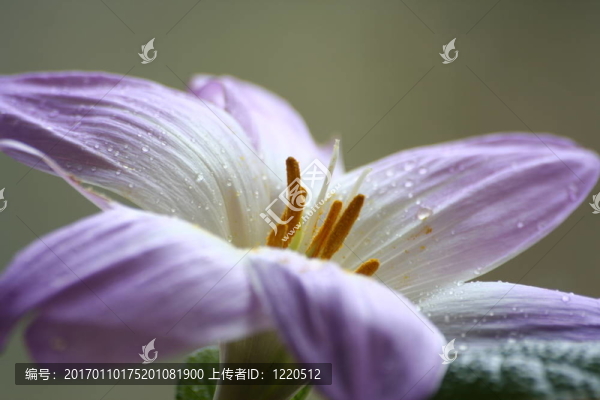 丁香花的淡紫色