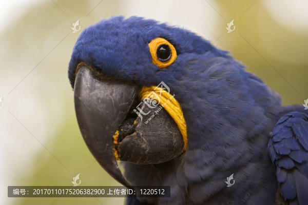 風(fēng)信子金剛鸚鵡特寫
