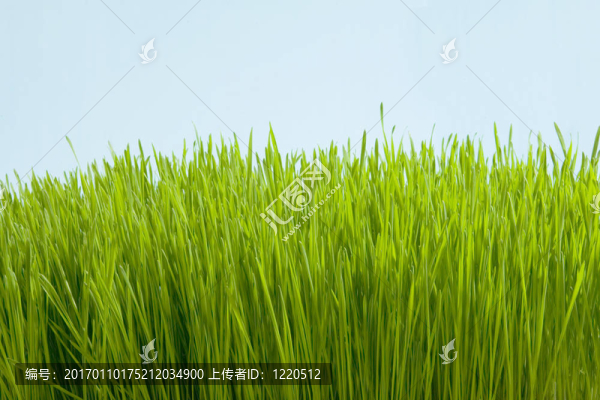 草本植物