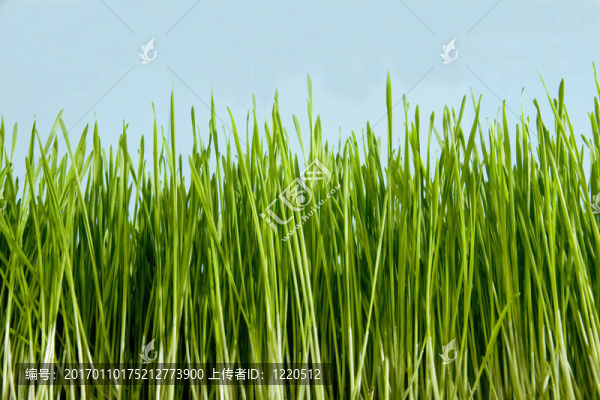 草本植物-匯圖網(wǎng) www.fosd68.com 草本植物