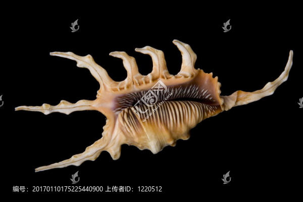 貝殼