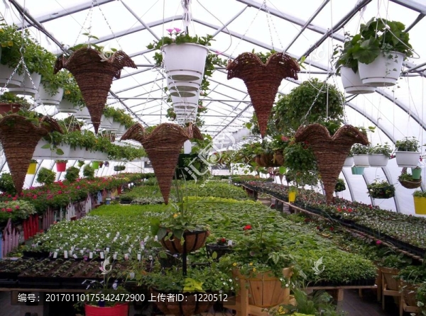 溫室植物和花卉