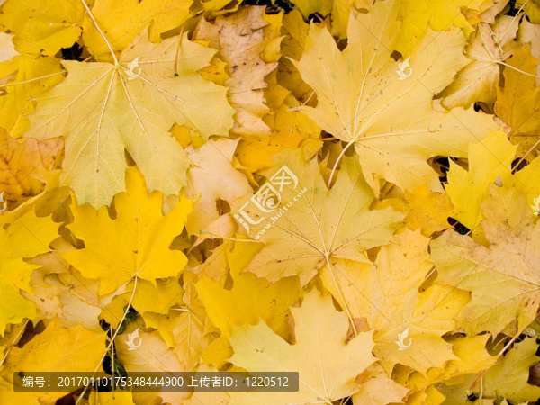 金色的秋天-匯圖網(wǎng) www.fosd68.com 金色的秋天