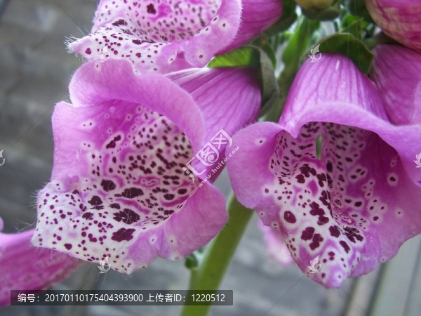 紫色毛地黃的花