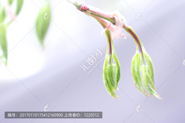 宏碁掌留芽
