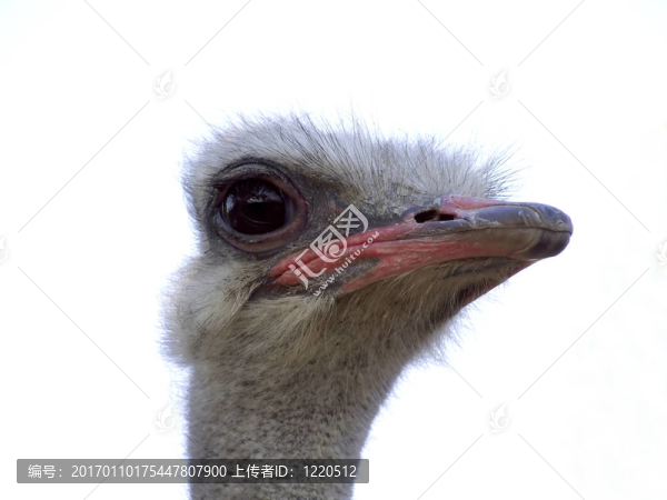 鴕鳥