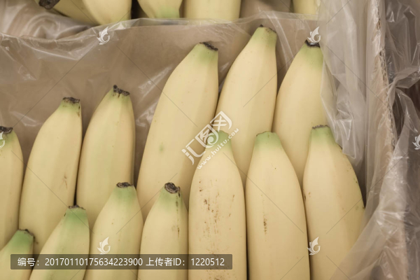 香焦-匯圖網(wǎng) www.fosd68.com 香焦