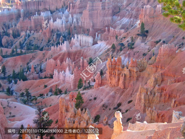 對紅色和白色的山峰森林的細(xì)節(jié)；布萊斯國家公園；美國