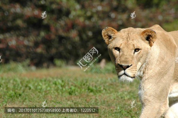非洲獅