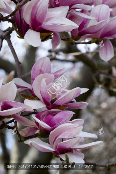 櫻花