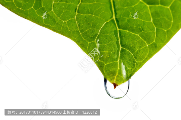 帶滴水的潮濕的葉子