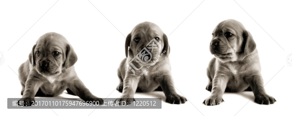 可愛的小狗