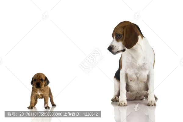 比格犬的媽媽和一個棕色的小狗