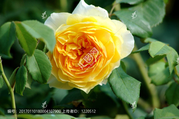 黃玫瑰2