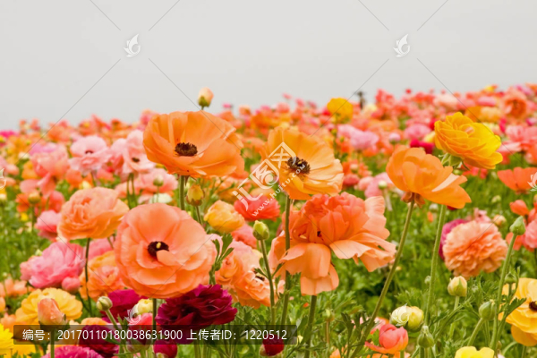 亞洲花毛茛