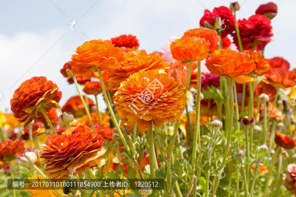 亞洲花毛茛