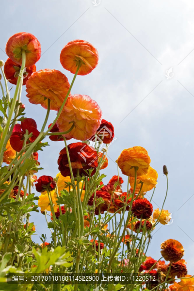 亞洲花毛茛