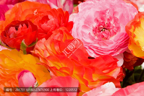 亞洲花毛茛