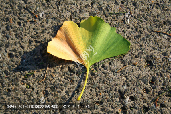 Gingko葉