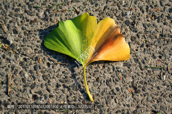 Gingko葉