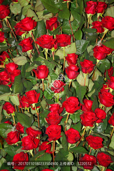 美麗的薔薇花