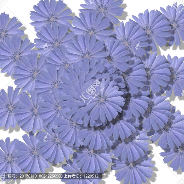 菊苣模式-匯圖網(wǎng) www.fosd68.com 菊苣模式