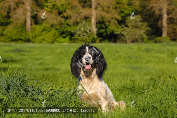 英國史賓格犬