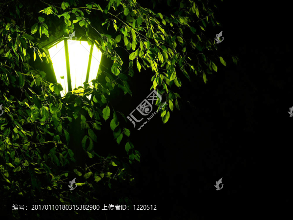 夜光透過(guò)枝葉