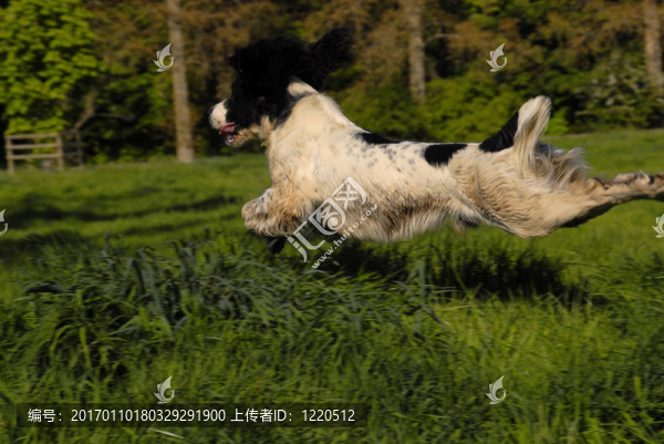 英國史賓格犬