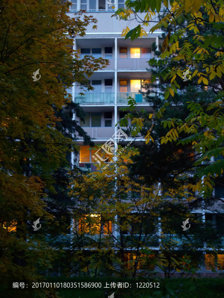 夜窗燈透過樹枝