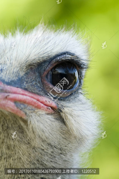 鴕鳥的眼睛