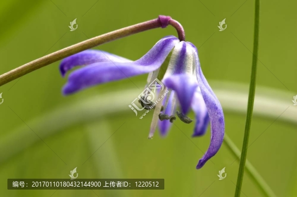 綿棗兒-藍色的花