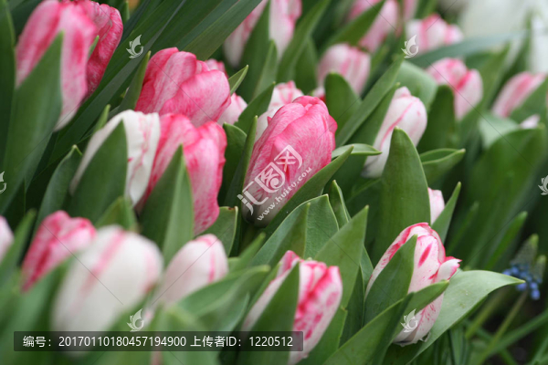 許多粉紅色的郁金香