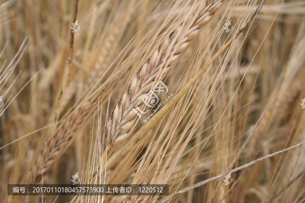 小麥在小麥籽粒