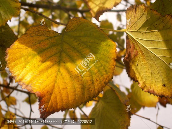 秋天的葉子