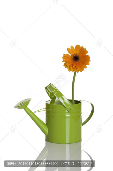 綠色澆水可以用一朵花